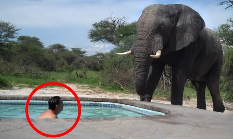 30 Scariest Elephant Encounters of the Year