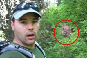 30 Scariest Mountain Lion Encounters of the Year