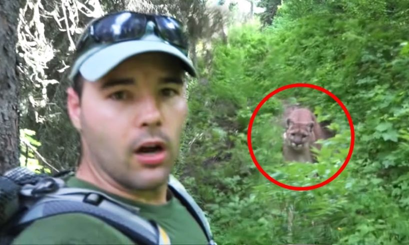 30 Scariest Mountain Lion Encounters of the Year