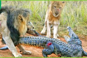 30 Terrifying Moments When Crocodile Atacks Lions | Animal Fights