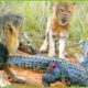 30 Terrifying Moments When Crocodile Atacks Lions | Animal Fights