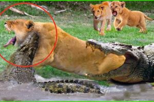 35 Painful Moments! Crocodile Attacks And Kills Brutal Lions | Wild Animals Fight