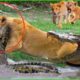 35 Painful Moments! Crocodile Attacks And Kills Brutal Lions | Wild Animals Fight