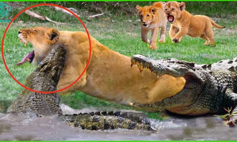 35 Painful Moments! Crocodile Attacks And Kills Brutal Lions | Wild Animals Fight