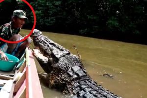 5 Crocodile encounters that make you hot and cold‼️