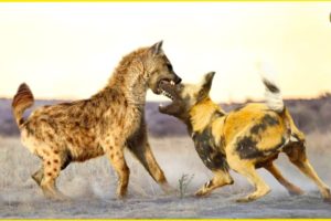 5 Times Hyenas Clashed With Beasts In The Animal World | Animal Fights