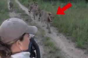 6 Lion Encounters Way Too Scary To Handle
