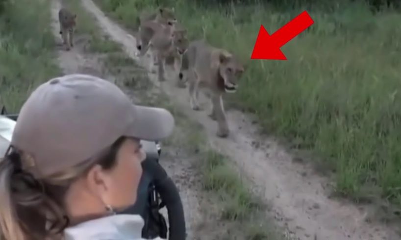 6 Lion Encounters Way Too Scary To Handle