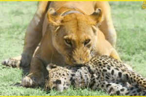 6 Times Leopard Defeated in the Animal World | Animal Fights