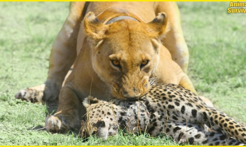 6 Times Leopard Defeated in the Animal World | Animal Fights