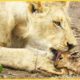7 Crazy Moments When Big Cats Become Babysitters | Animal Attacks