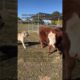 8 mo old livestock guardian dog Judge learning how testy farm animals can be even when you care.