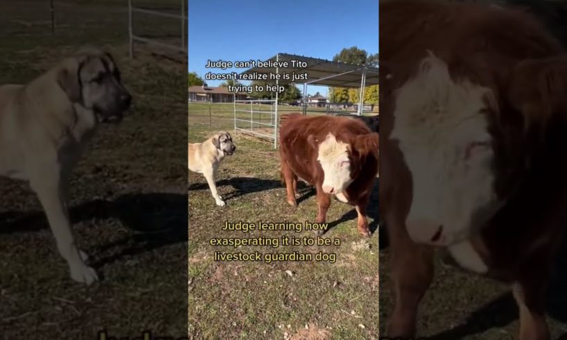 8 mo old livestock guardian dog Judge learning how testy farm animals can be even when you care.