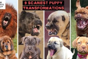 9 TUTA NG DELIKADONG ASO | Dangerous Dog Breed CUTE PUPPIES