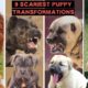 9 TUTA NG DELIKADONG ASO | Dangerous Dog Breed CUTE PUPPIES