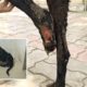 A Dog With Broken Leg and Maggots Wound Refused to Surrender till...