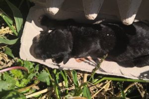 A Newborn Puppy Was Thrown Out All Alone Outside