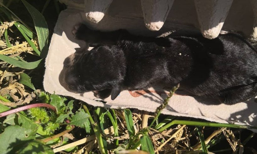 A Newborn Puppy Was Thrown Out All Alone Outside