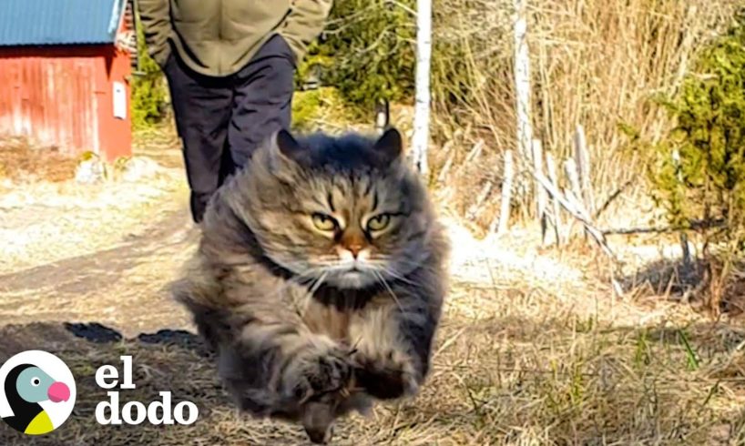 A esta gatita le encanta correr más rápido que su papá | Cat Crazy | El Dodo