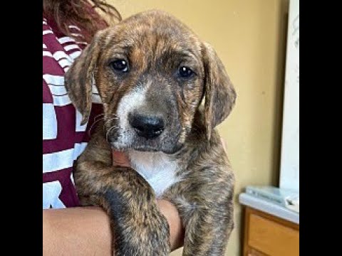 ADOPTION STORY - CUTE DOG VIDEO - DOG/PUPPY ADOPTION