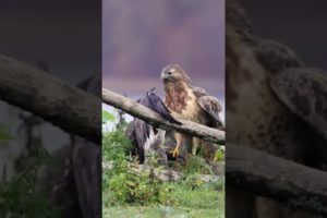 ANIMAL FIGHT | Two buzzards fights for their right to feed on a nearby badger carcass. #buzzard