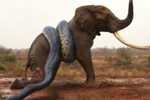 ANIMALS THAT MESSED WITH THE WRONG OPPONENT