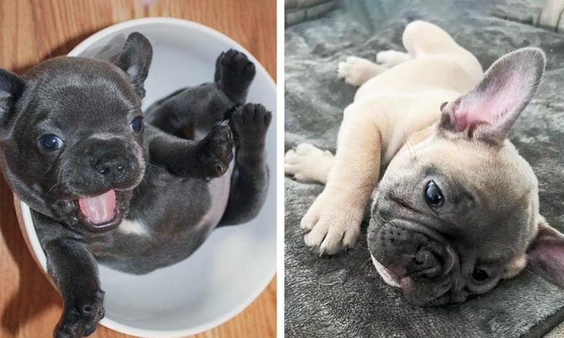 AWW 🥰 The Best Adorable Bulldogs in The Planet Makes Your Heart Melt 🐶