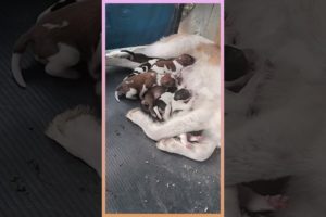 Abandoned mama dog keeps her puppies alive...