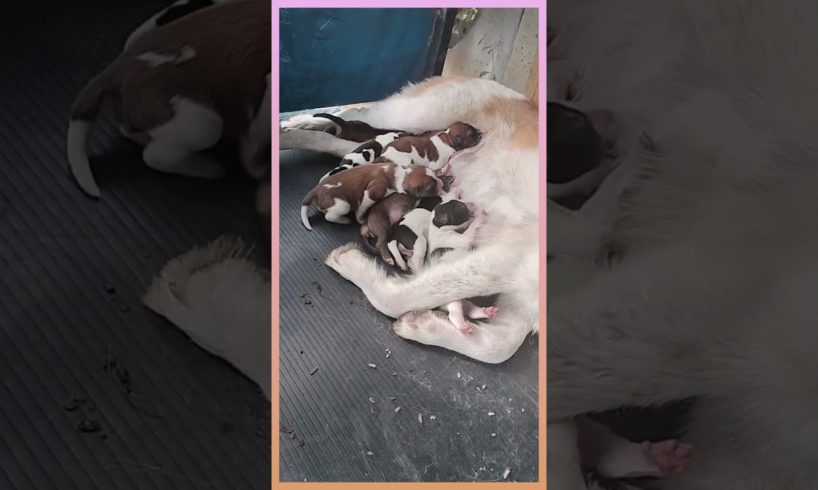 Abandoned mama dog keeps her puppies alive...