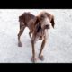 Abandoned skinny sick dog without hope gets a loving home forever. Meet Hopi!