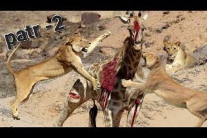 Action!!! Most Amazing Animals Attacks! Amazing Moments Of Wild Animal Fight! part-2