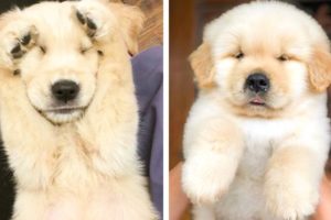 😍Adorable CUTEST GOLDEN PUPPIES and FUNNY That Make Your Day Better🐶 | Cute Puppies