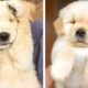 😍Adorable CUTEST GOLDEN PUPPIES and FUNNY That Make Your Day Better🐶 | Cute Puppies