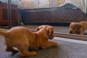 Adorable Puppy | Puppy playing  With Mirror #puppy #dog #animals