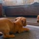 Adorable Puppy | Puppy playing  With Mirror #puppy #dog #animals