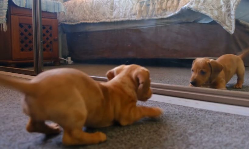 Adorable Puppy | Puppy playing  With Mirror #puppy #dog #animals