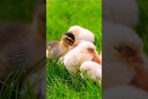 Adorable animals playing in the cute little farm include: ducklings sounds, chicks sounds,
