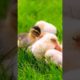 Adorable animals playing in the cute little farm include: ducklings sounds, chicks sounds,