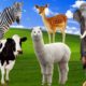 Agile animals, the cuteness of family animals - dogs, cats, chickens, ducks, horses, pigs...