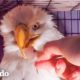 Águila tuerta y muy débil apenas tiene la fuerza para llegar a la orilla | El Dodo