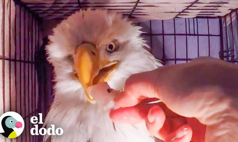 Águila tuerta y muy débil apenas tiene la fuerza para llegar a la orilla | El Dodo