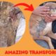 Amazing transformation of burned dog