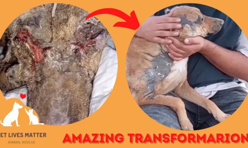 Amazing transformation of burned dog