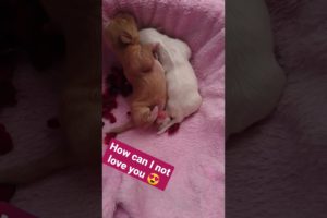 Amilys Cutest Puppies 5 days old #short #amilys #cute #dog #pet #cutedogs #puppy #puppies