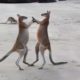 Animal Fight || Wallaby Fight On The Beach || Biggest Fight|| Nature with music lovers