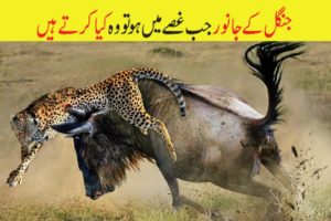 Animal Fights | Animals Attacks | Animals Fighting Other Wild  Animals In Urdu | حملے |ABR Kohati TV