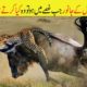 Animal Fights | Animals Attacks | Animals Fighting Other Wild  Animals In Urdu | حملے |ABR Kohati TV