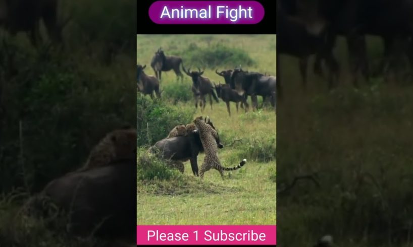 Animal Fights Cheetah VS Wild Buffalo #animal_fights #rare #cheetah #tiger #wild #buffalo