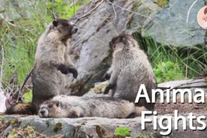 Animal Fights l Animal Fights Caught on Camera l Education & Fun for Kids