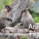 Animal Fights l Animal Fights Caught on Camera l Education & Fun for Kids